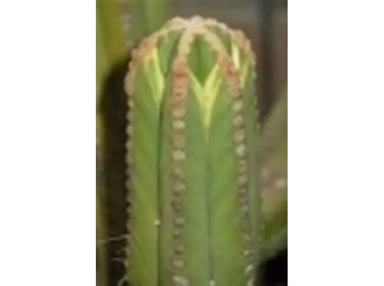 browningia