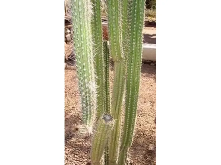 browningia