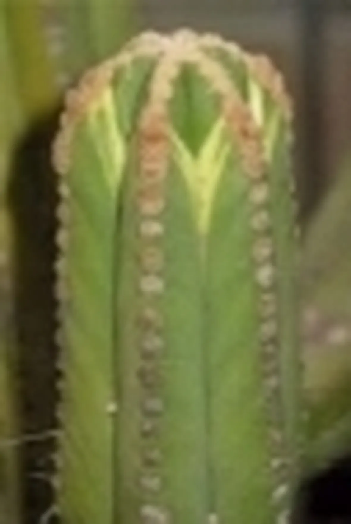 browningia