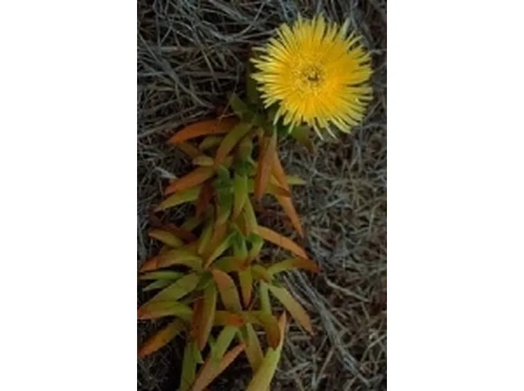 Carpobrotus 