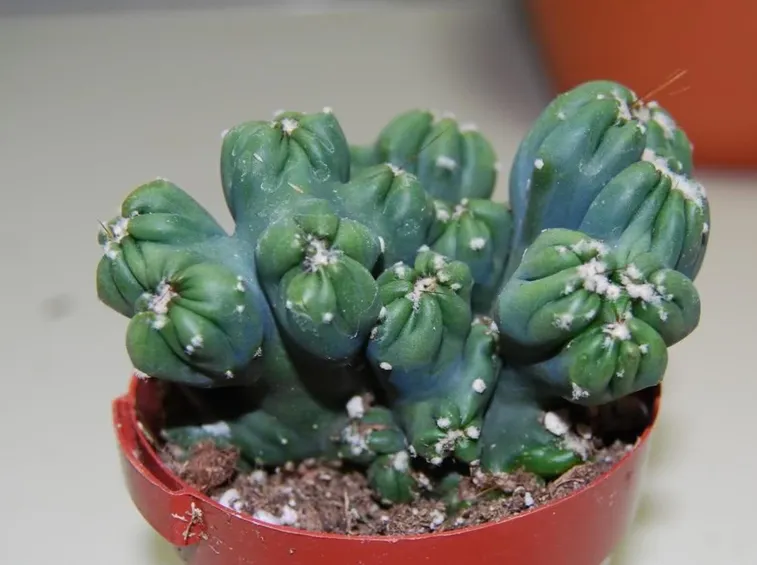Cereus peruvianus monstruosus