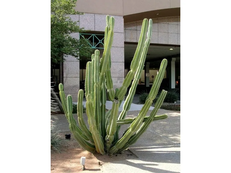 Cereus peruvianus 
