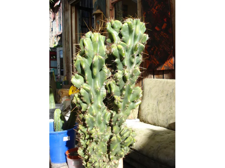 cereus peruvianus