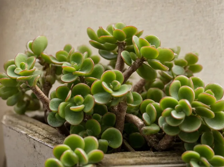 Crassula 