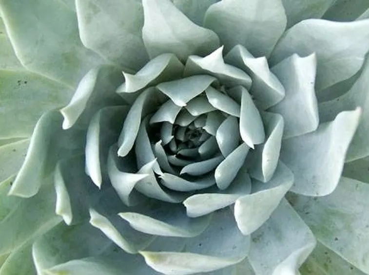 dudleya