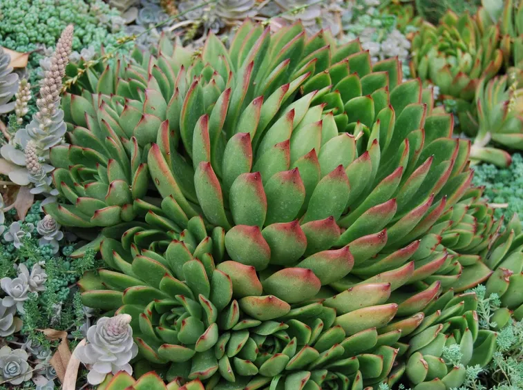 Echeveria agavoides