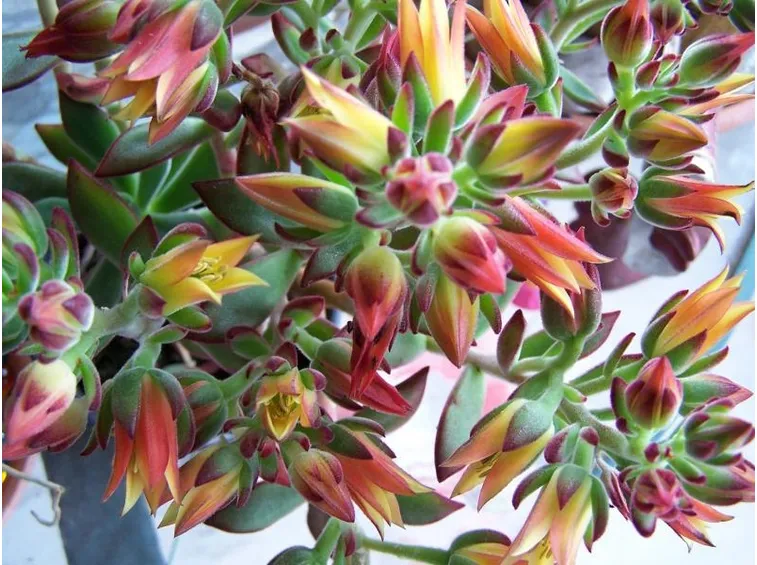 Echeveria 