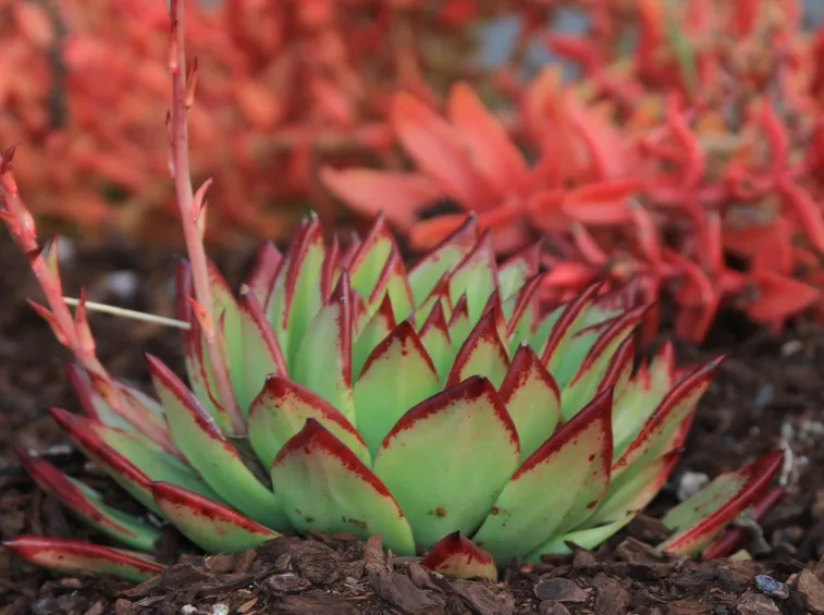 echeveria lipstick
