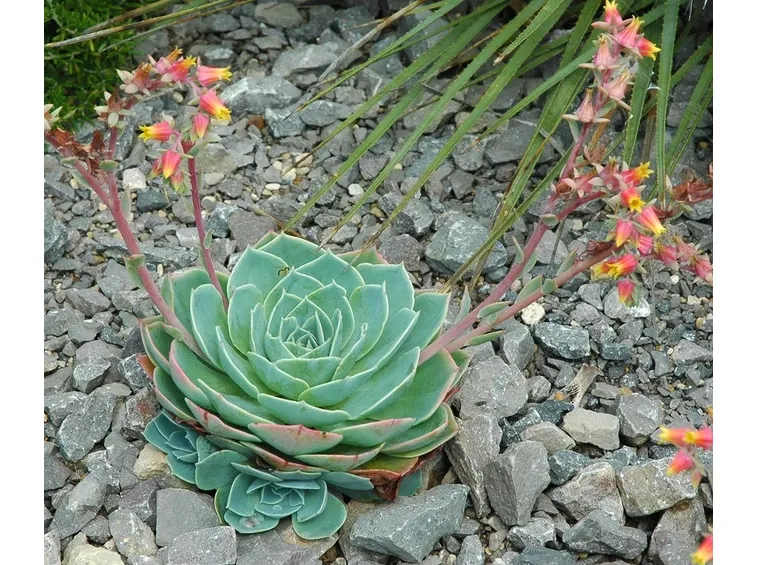 echeveria in fiore