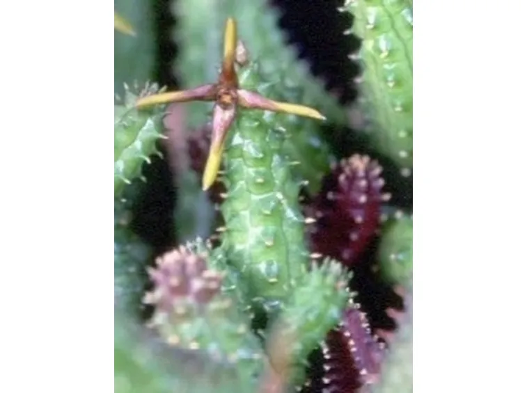 Echidnopsis 