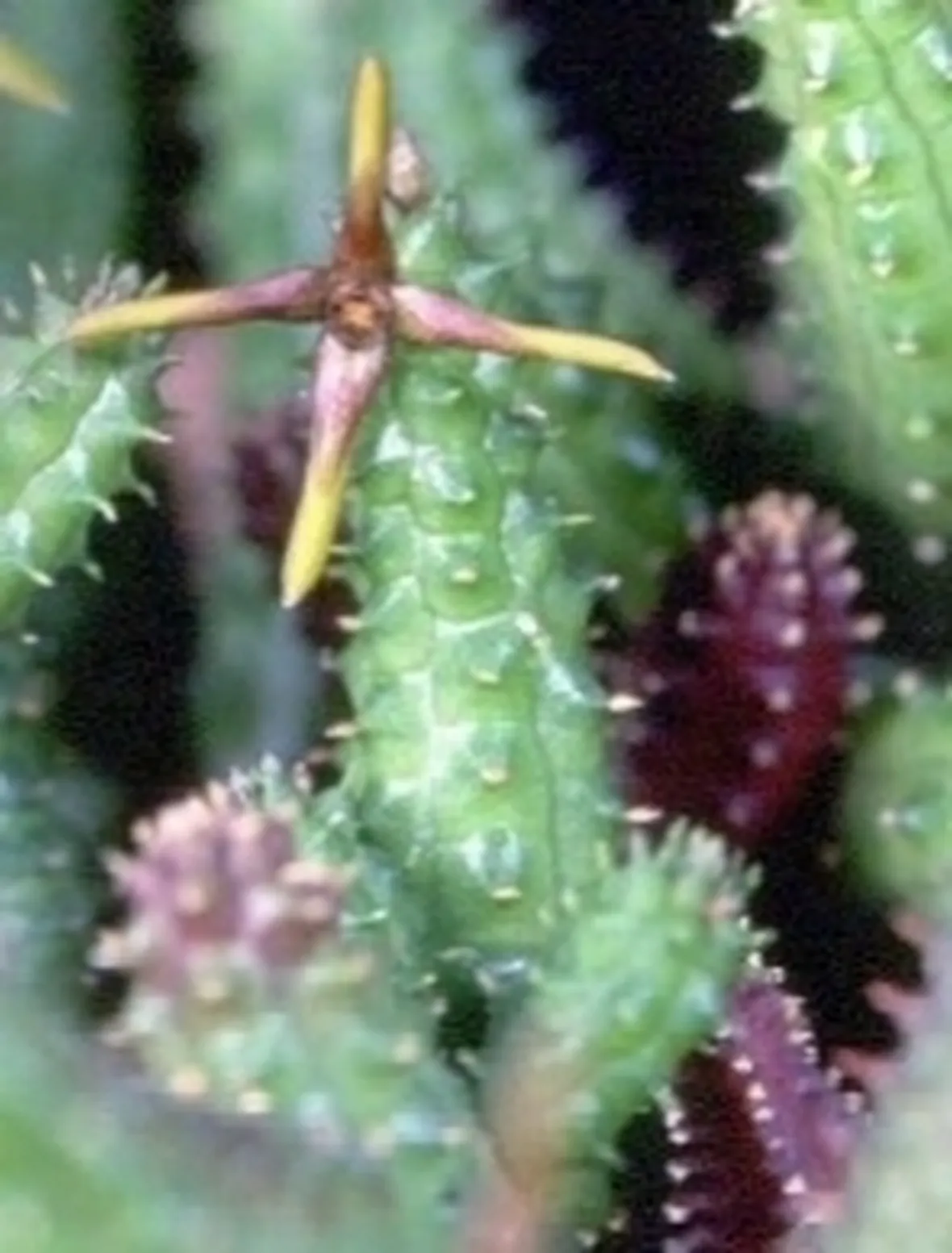 Echidnopsis 