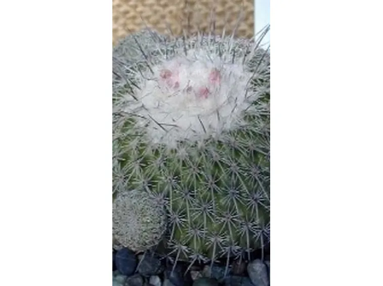 Epithelanta 