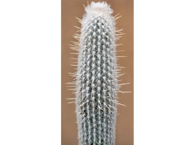 Cacto peloso
