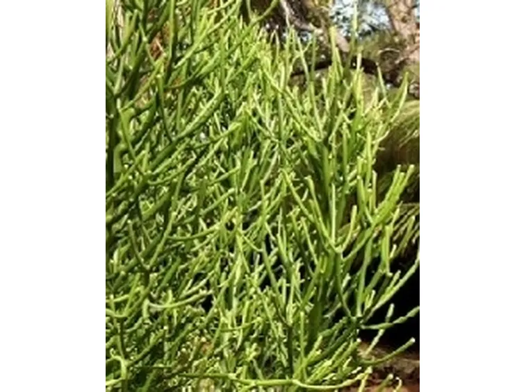 Euphorbia tirucalli 