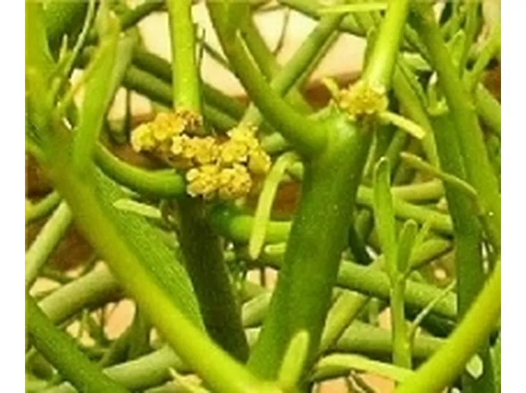 Euphorbia tirucalli 
