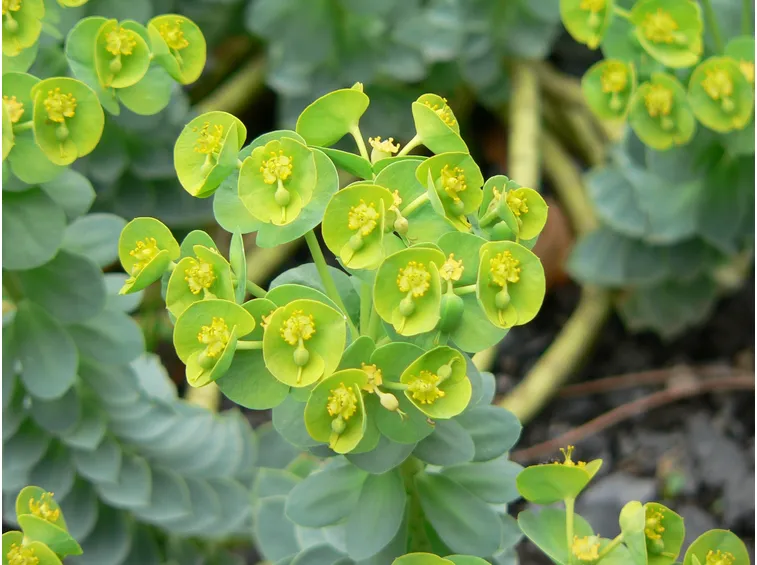Euphorbia pugniformis