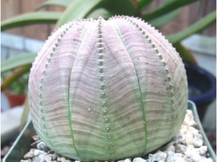 Euphorbia obesa
