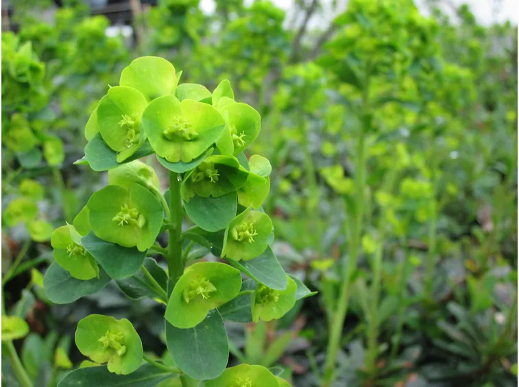 varietà di euphorbia