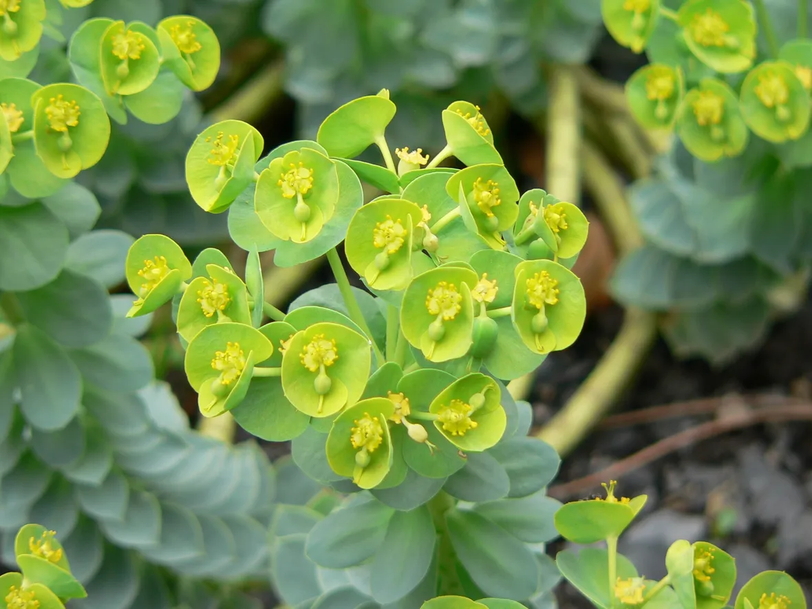 Euphorbia pugniformis