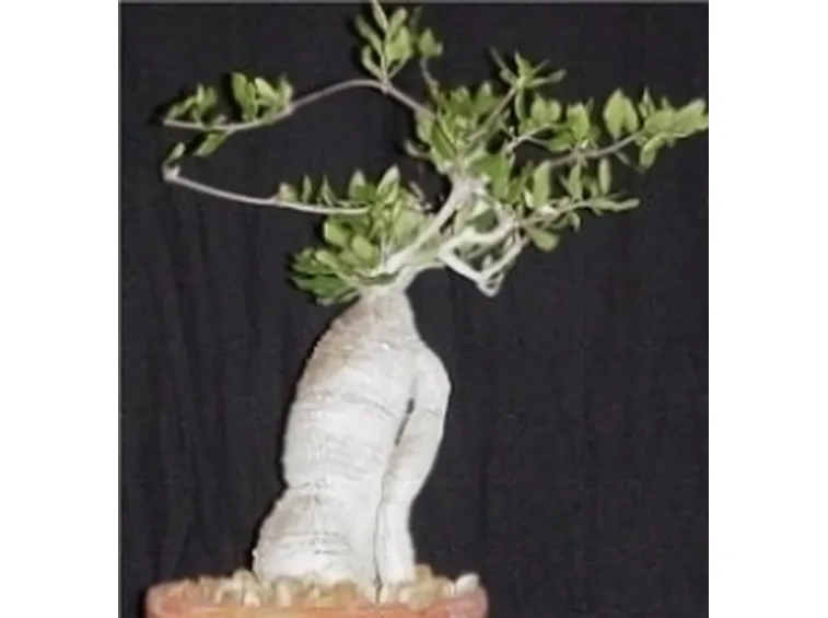 Fockea edulis