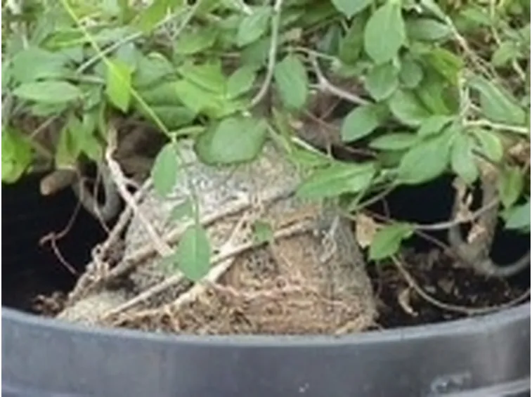Fockea edulis