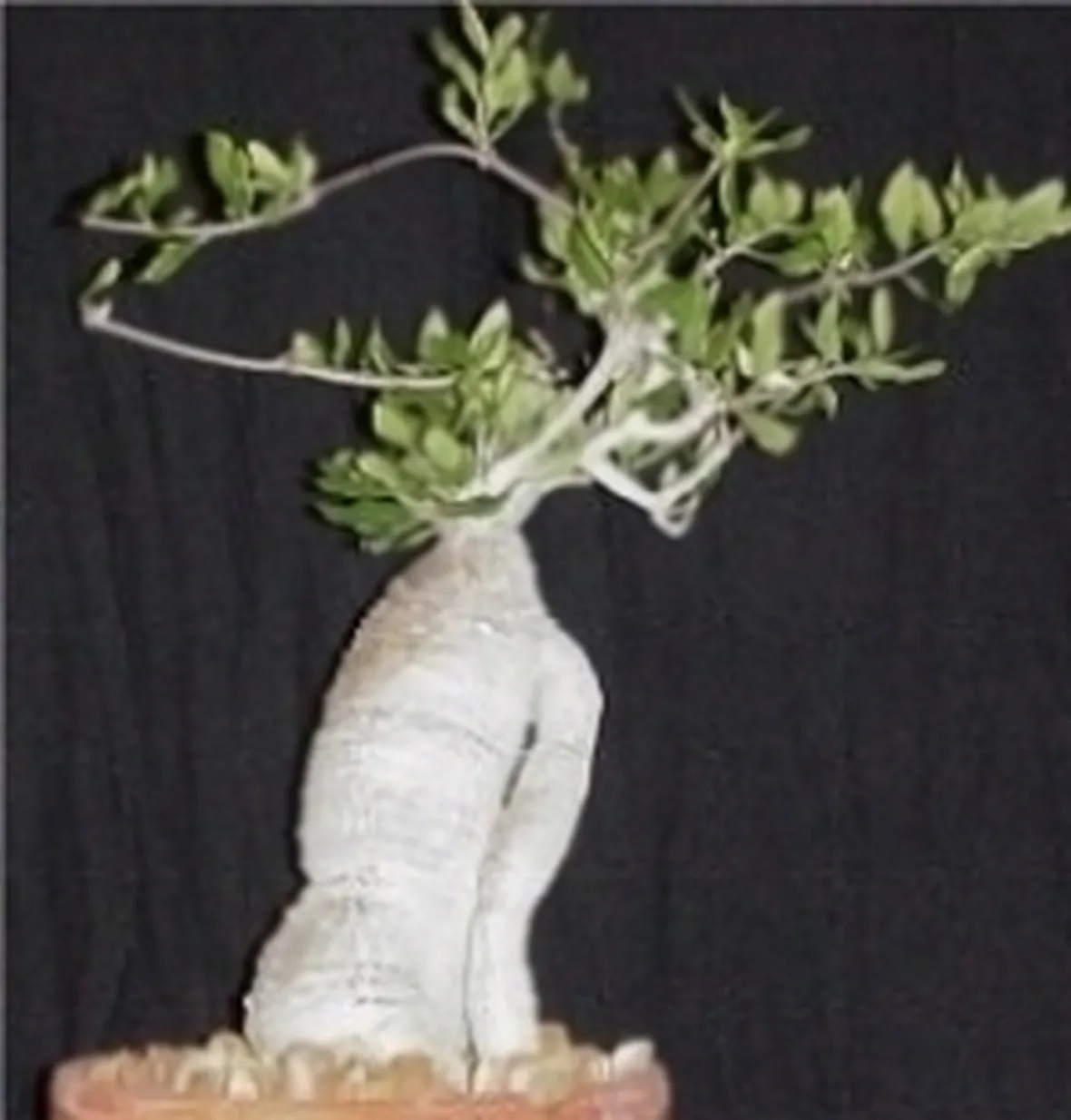Fockea edulis