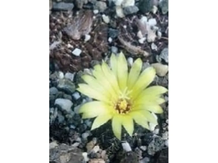 Frailea pulcherrima 