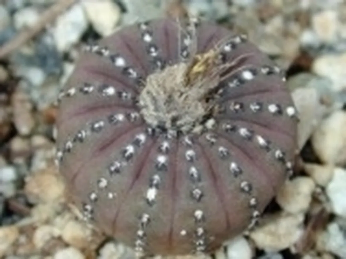 Frailea pulcherrima 