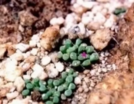 Frithia pulchra