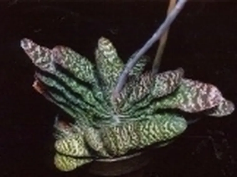 Gasteria verrucosa 