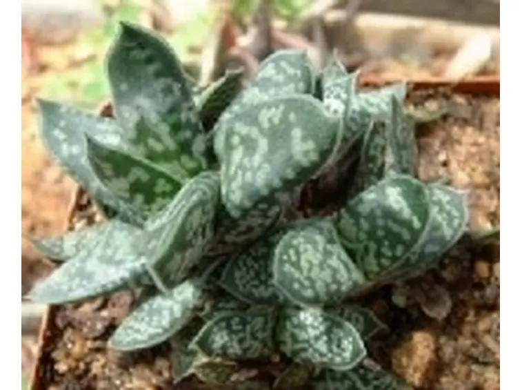 Gasteria verrucosa 