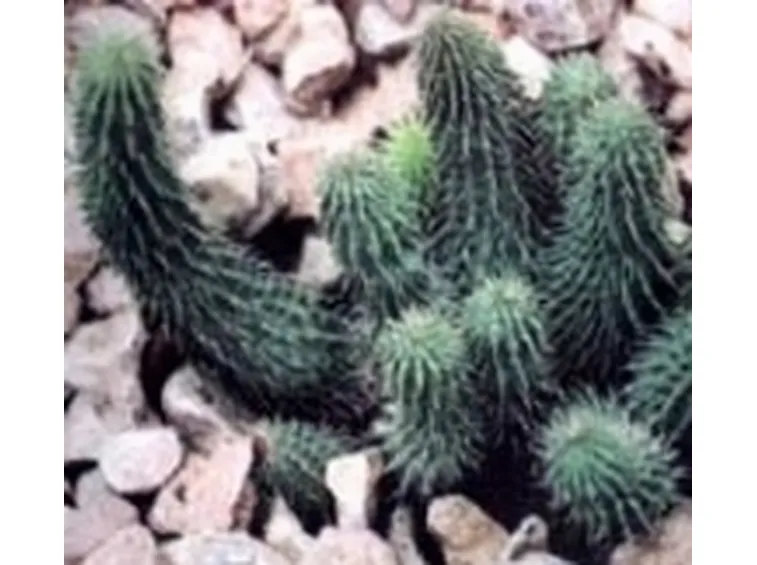 Huernia macrocarpa 