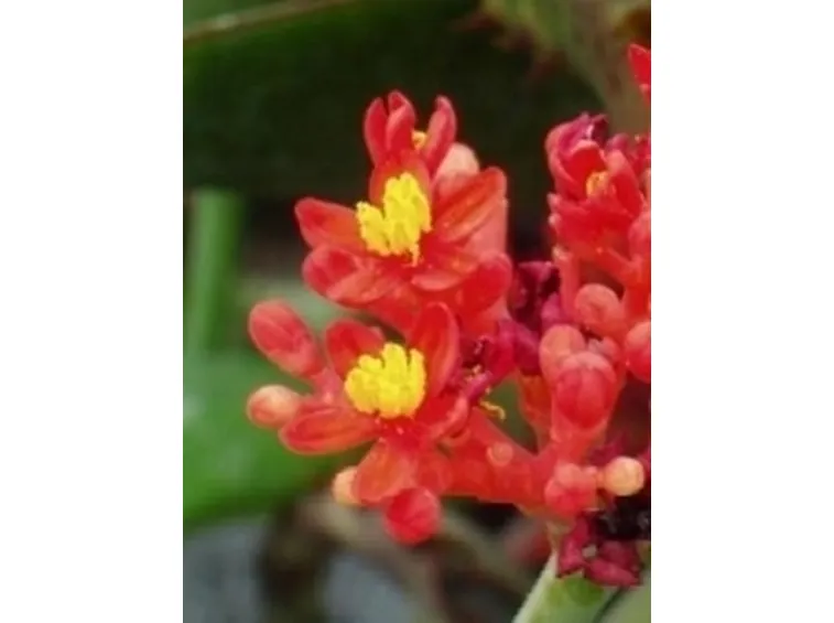 Jatropha podagrica 