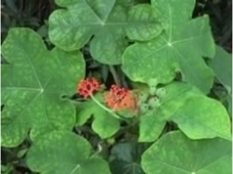 Jatropha podagrica 