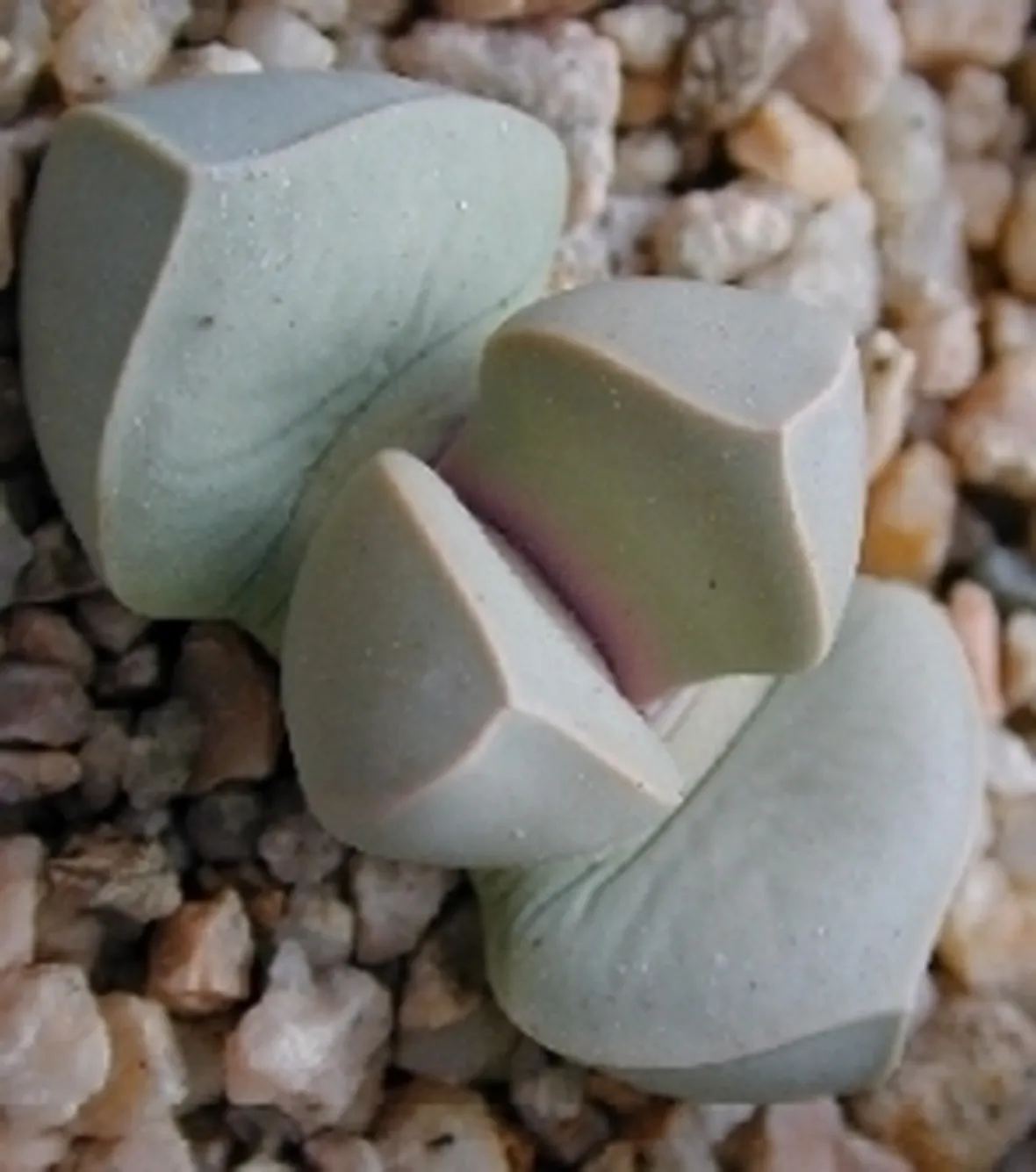 Lapidaria margaretae 