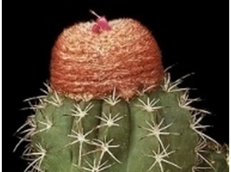 melocactus