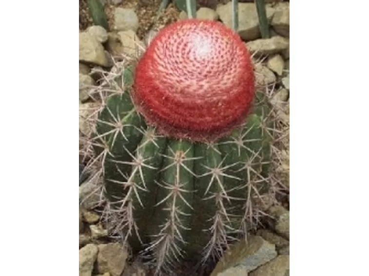 melocactus