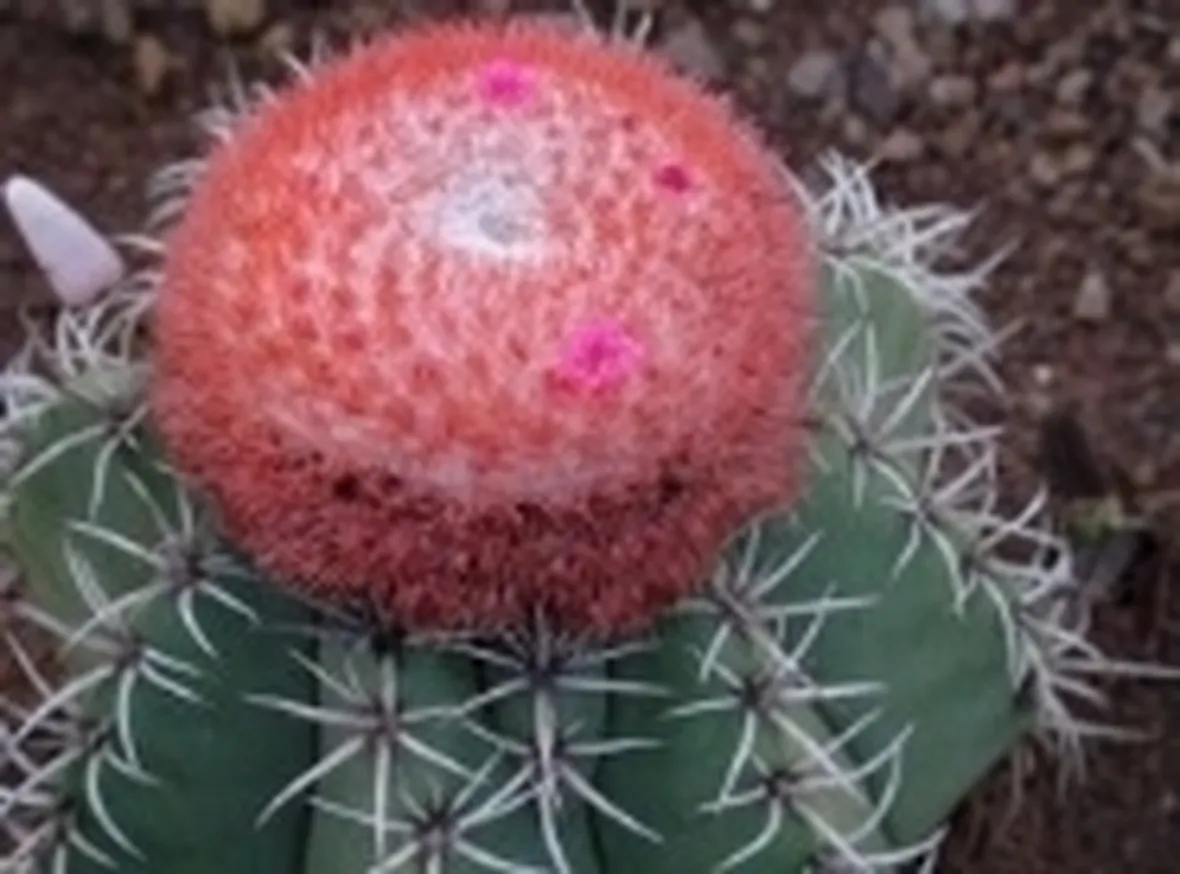 melocactus