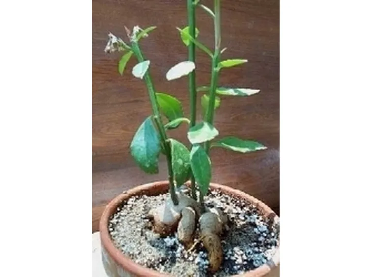 Monadenium invenustum