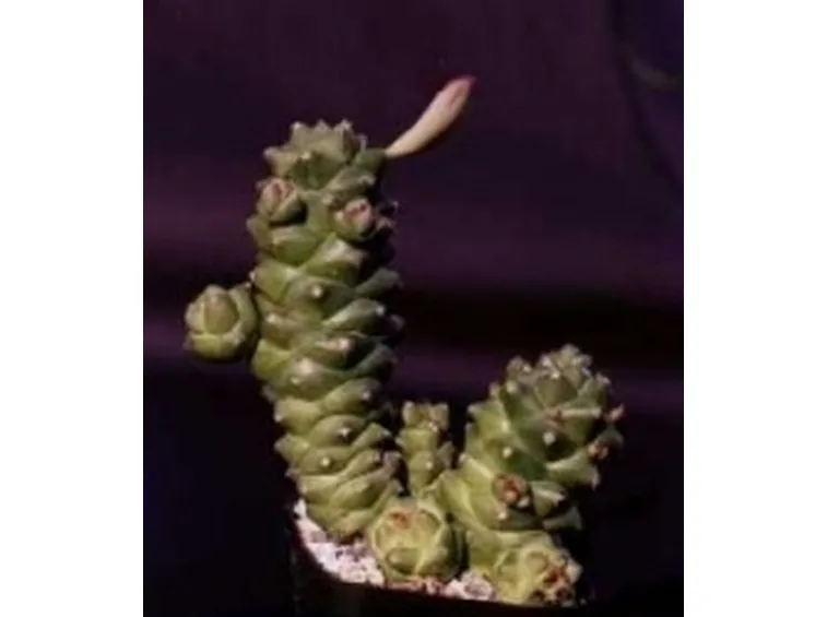 Monadenium richtei