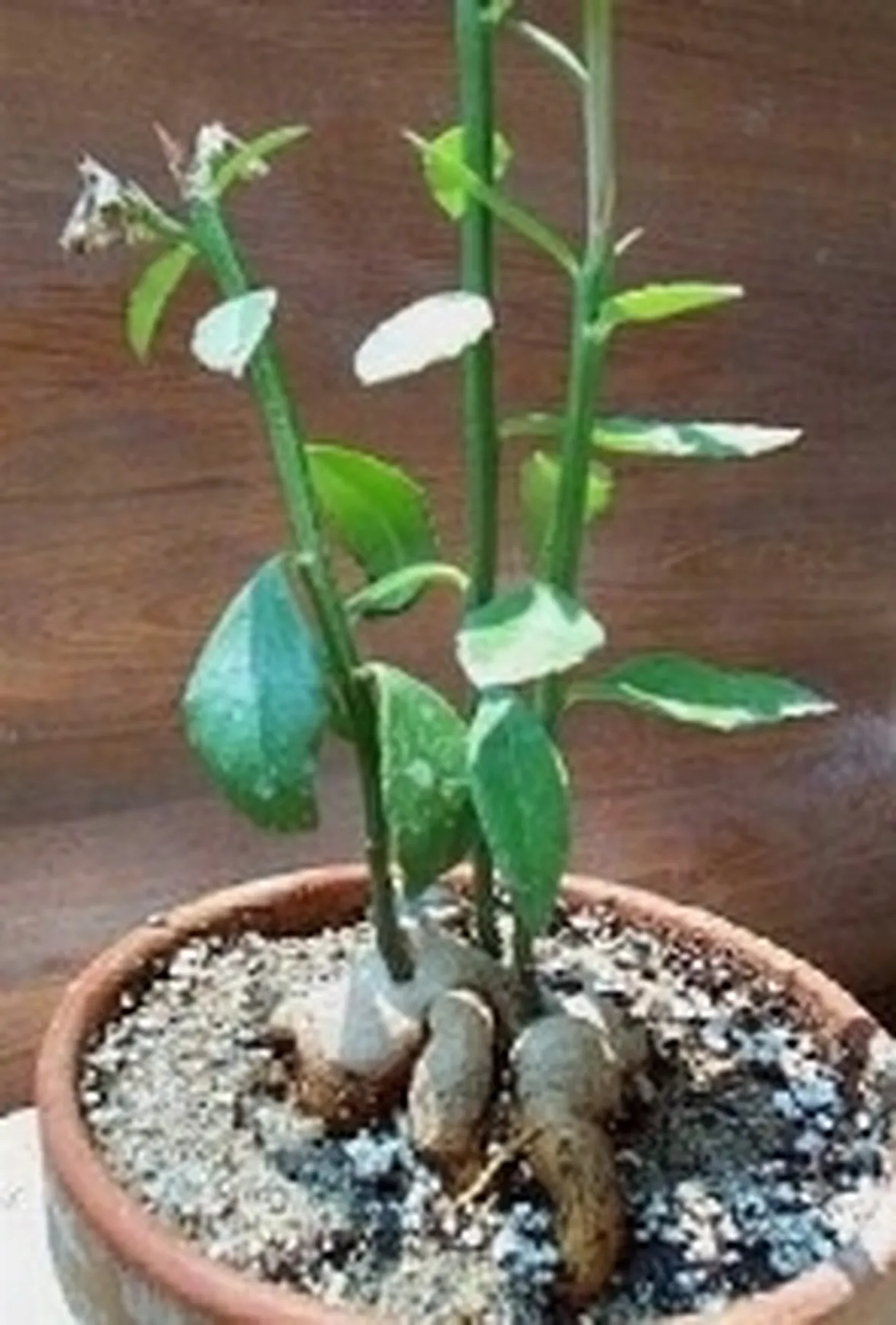 Monadenium invenustum