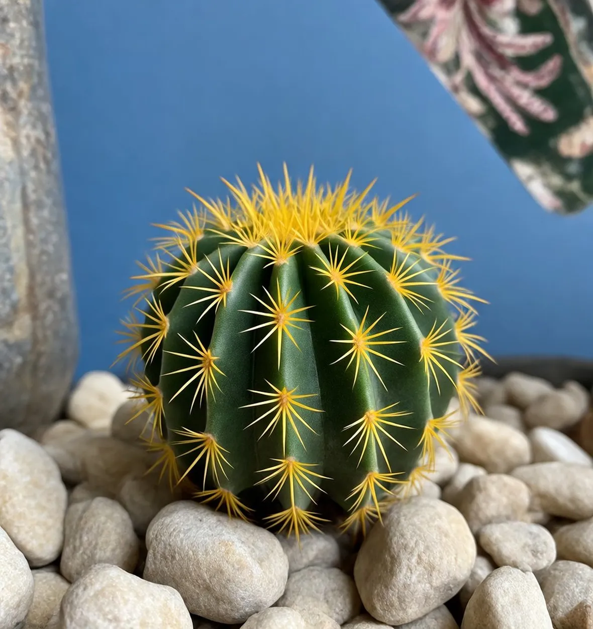 Notocactus magnificu