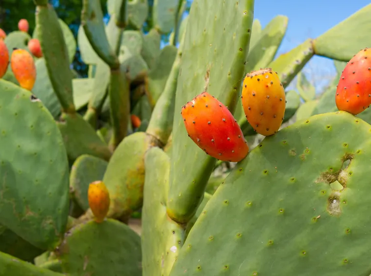 Fiori e frutti del fico d'india