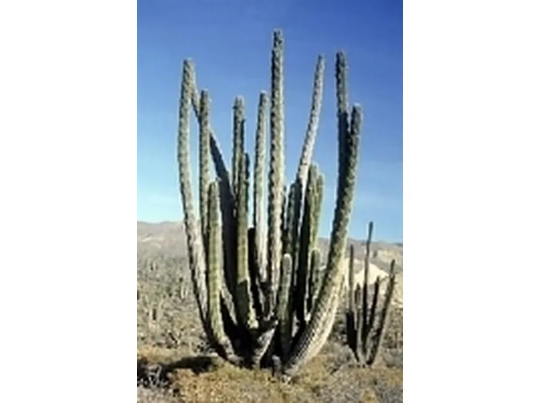 Pachycereus