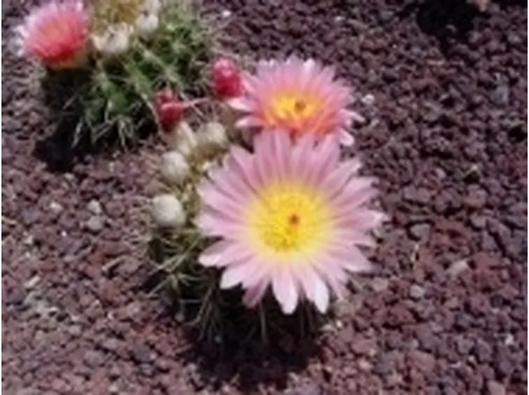 Parodia