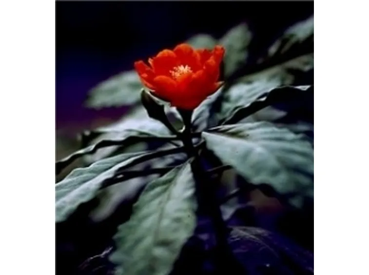 annafffiare