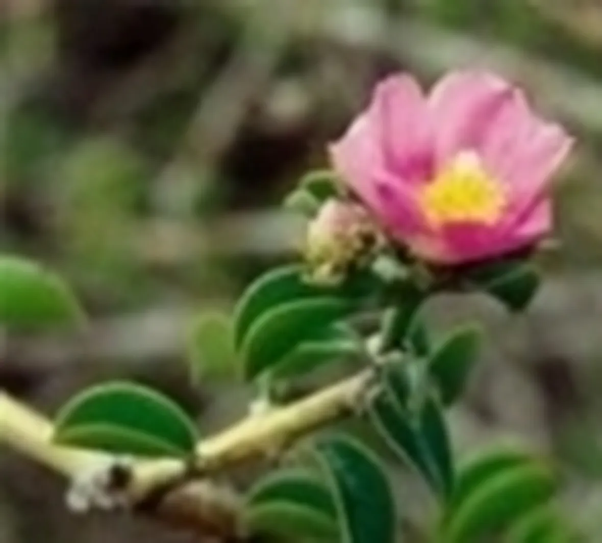 piante grasse