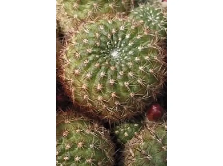 Rebutia albiflora