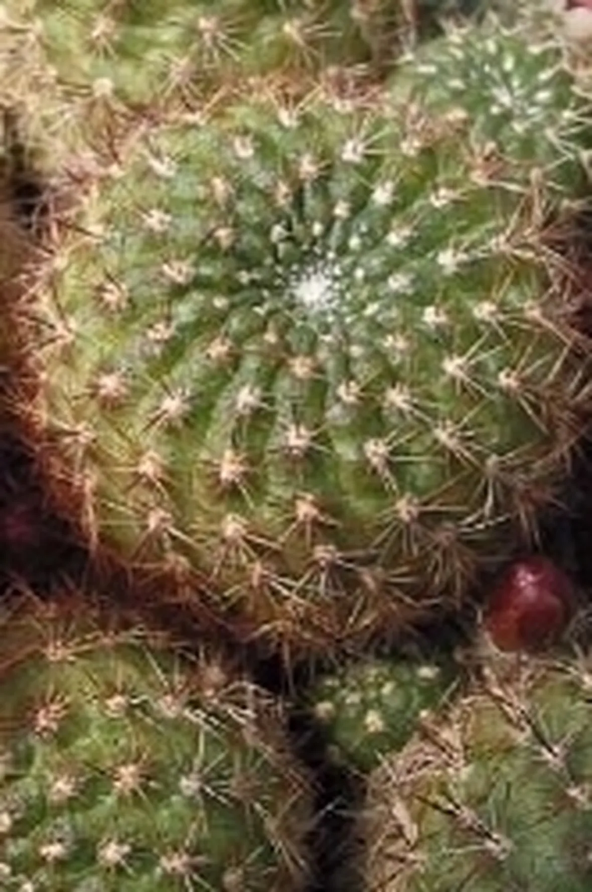 Rebutia albiflora