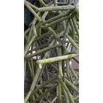 Rhipsalis